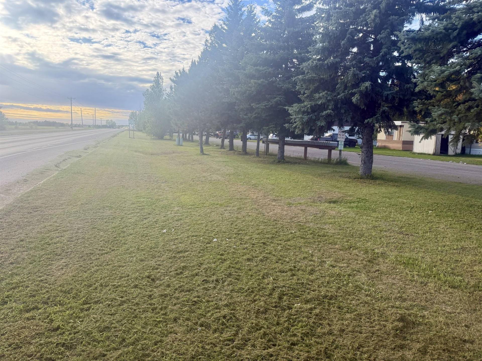 A row of evergreen trees along the entrance to Pine Cone Park